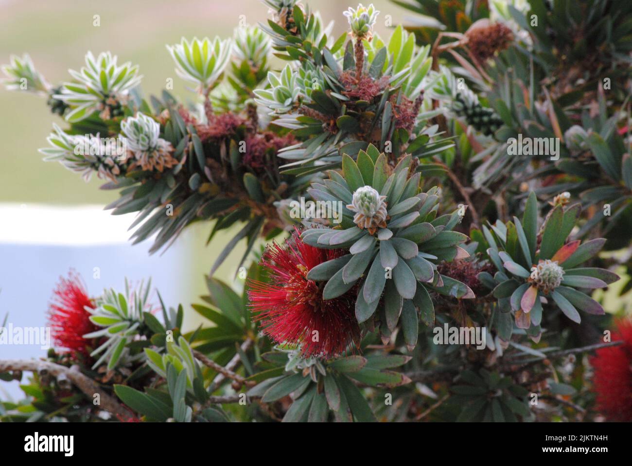 A closeup of a common sugar bush (Protea caffra) with pink flowers in a park Stock Photo