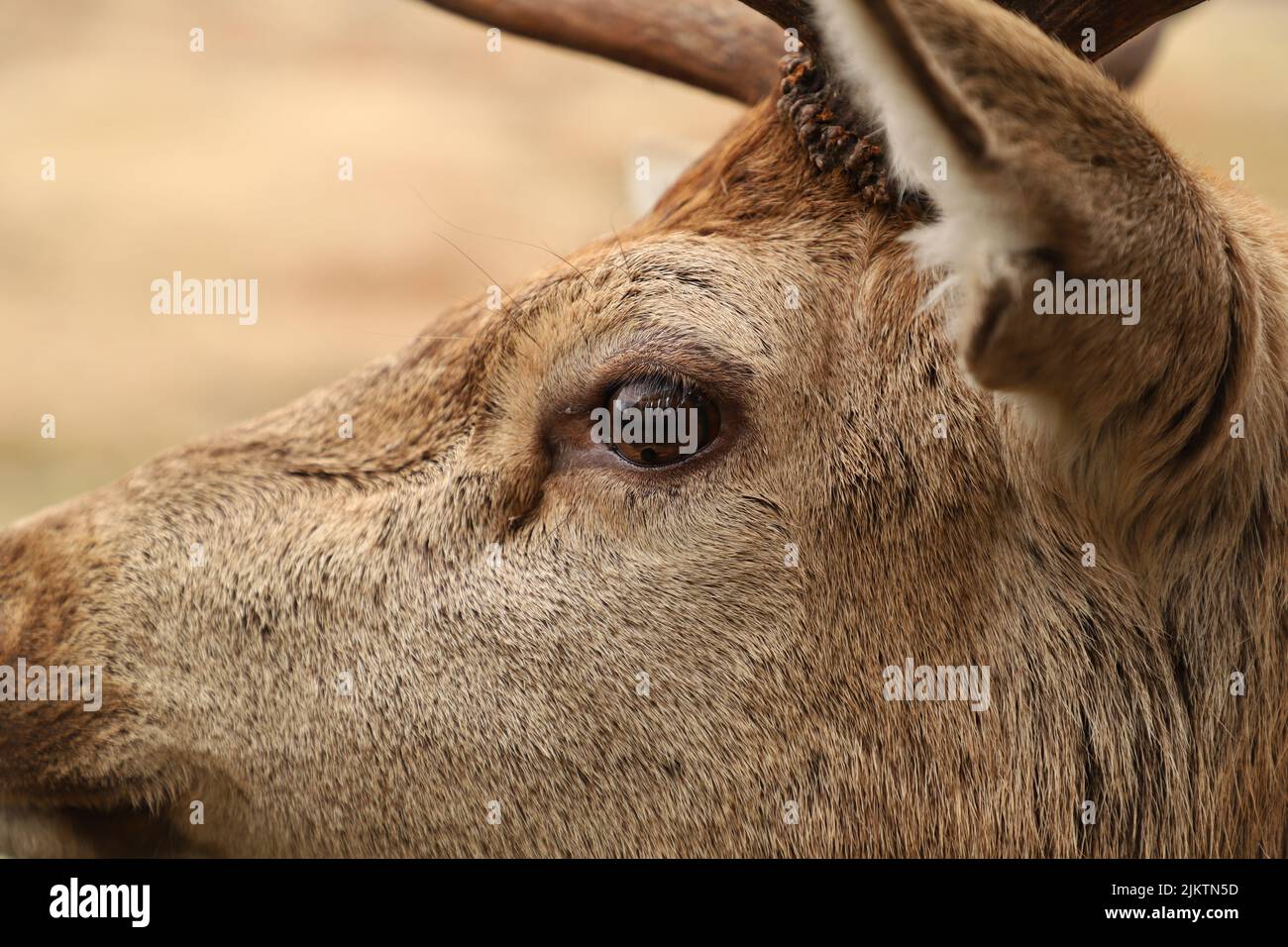 A closeup shot of a red deer head Stock Photo