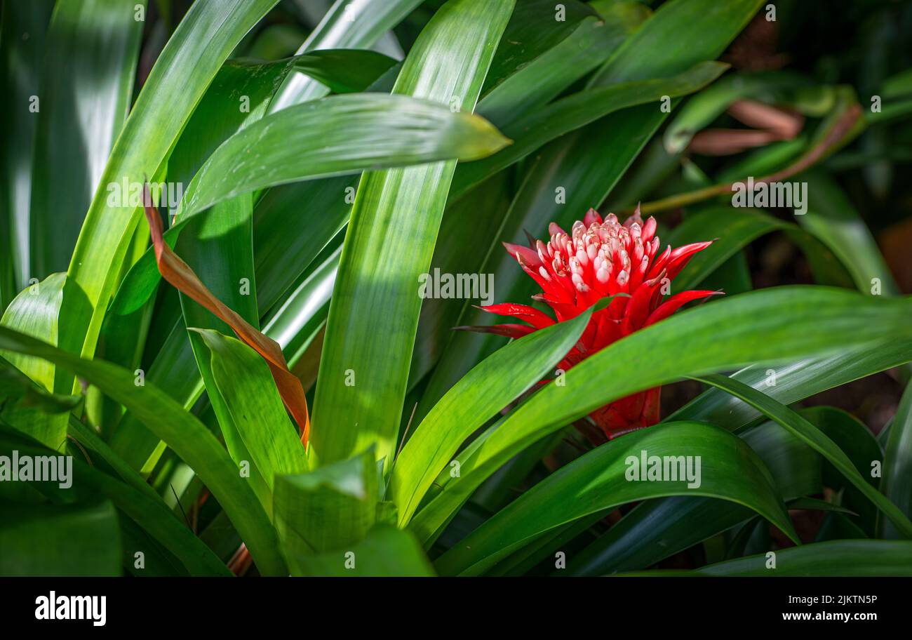 A closeup of a red tufted airplant (Guzmania) blooming among the green leaves Stock Photo