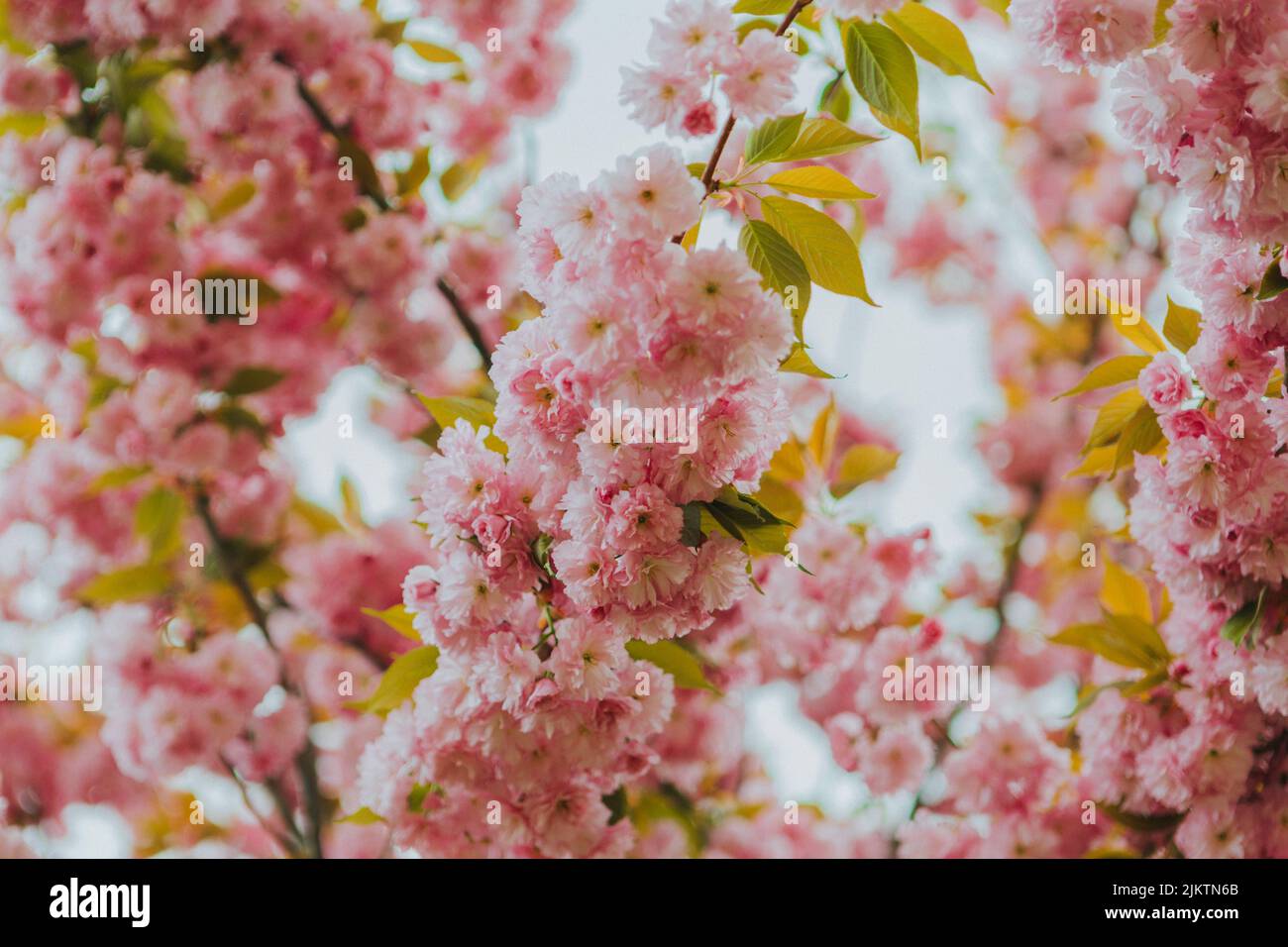 Cherry blossom branch leaves hi-res stock photography and images - Alamy