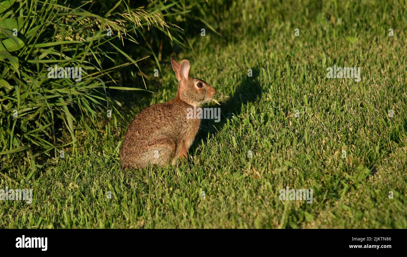 A wild rabbit on the side of the road in Southwestern Wisconsin, USA. Stock Photo