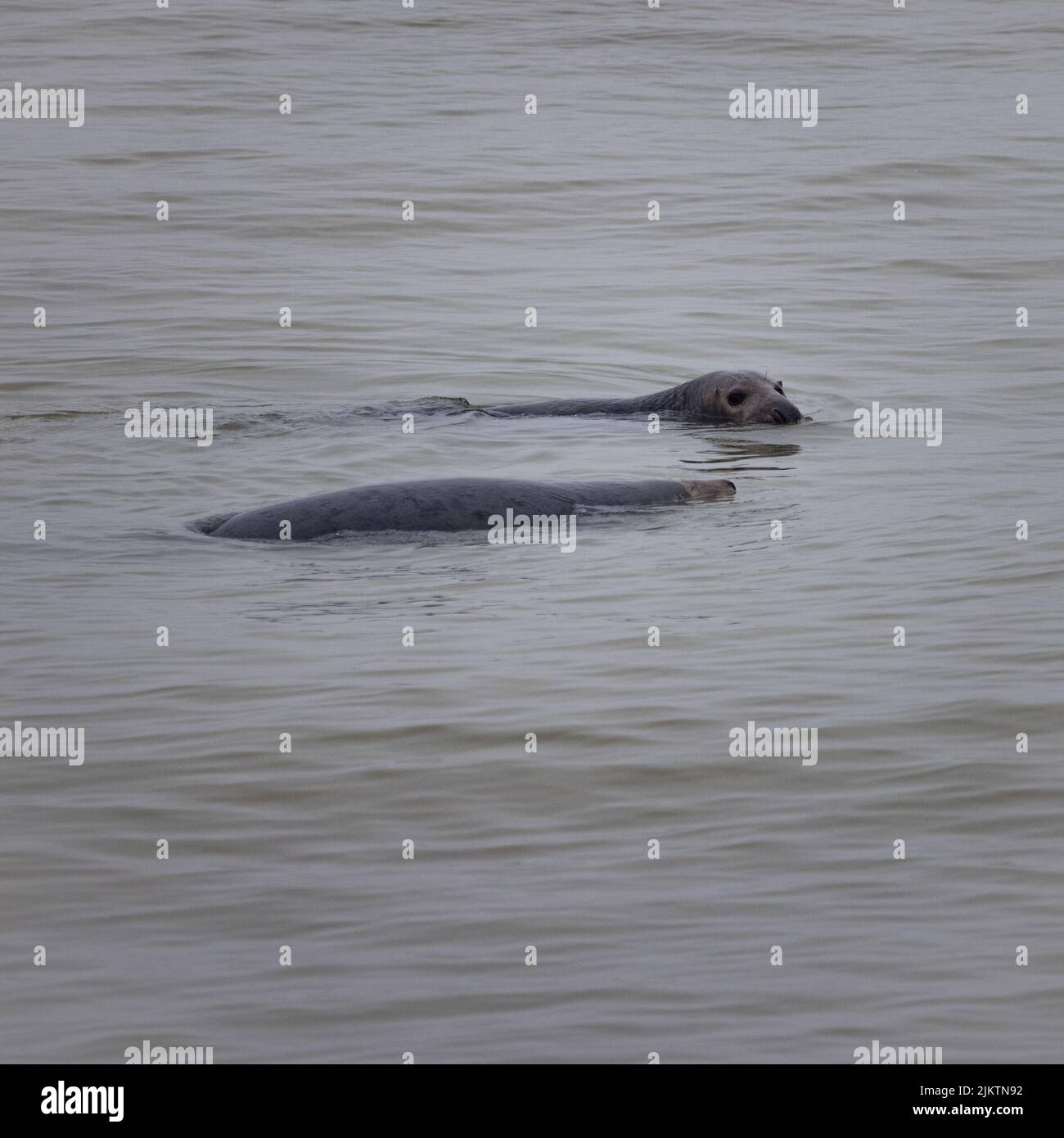A vertical shot of two grey seals (Halichoerus grypus)  playing around in a murky water Stock Photo