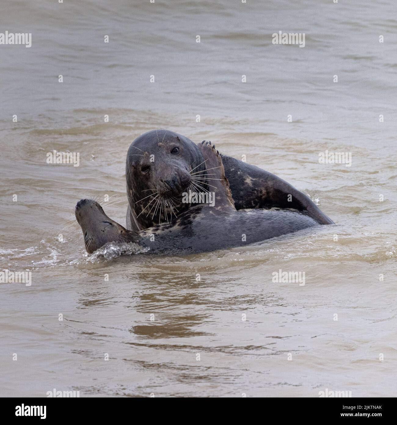 A vertical shot of two grey seals (Halichoerus grypus)  playing around in a murky water Stock Photo