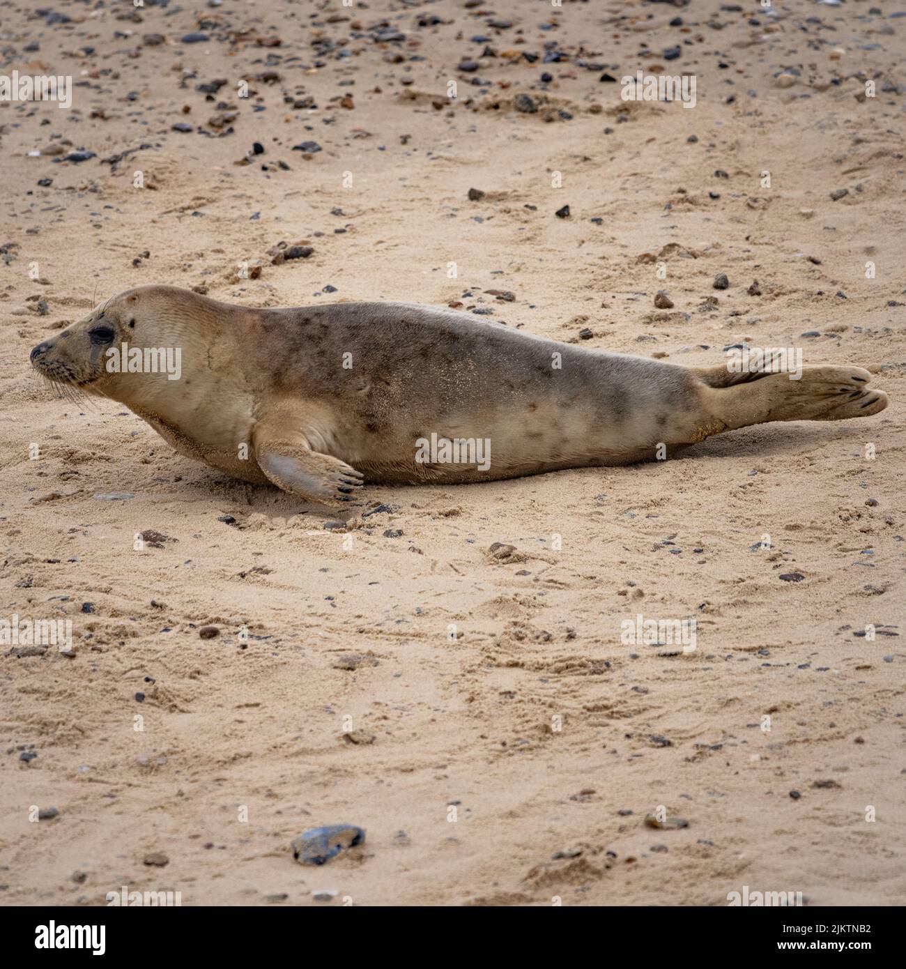 A vertical shot of a seal lying on the rocky beach Stock Photo - Alamy