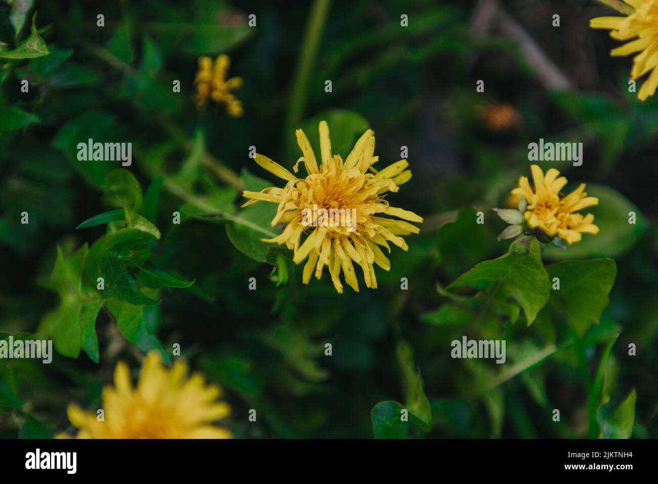 Yellow common dandelion hi-res stock photography and images - Alamy