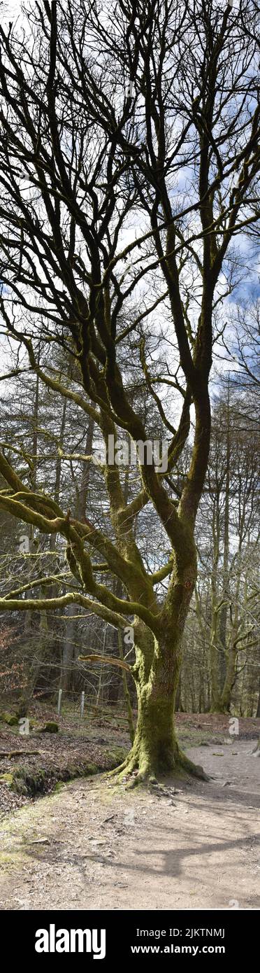 Tockington Tree Tockholes hi-res stock photography and images - Alamy