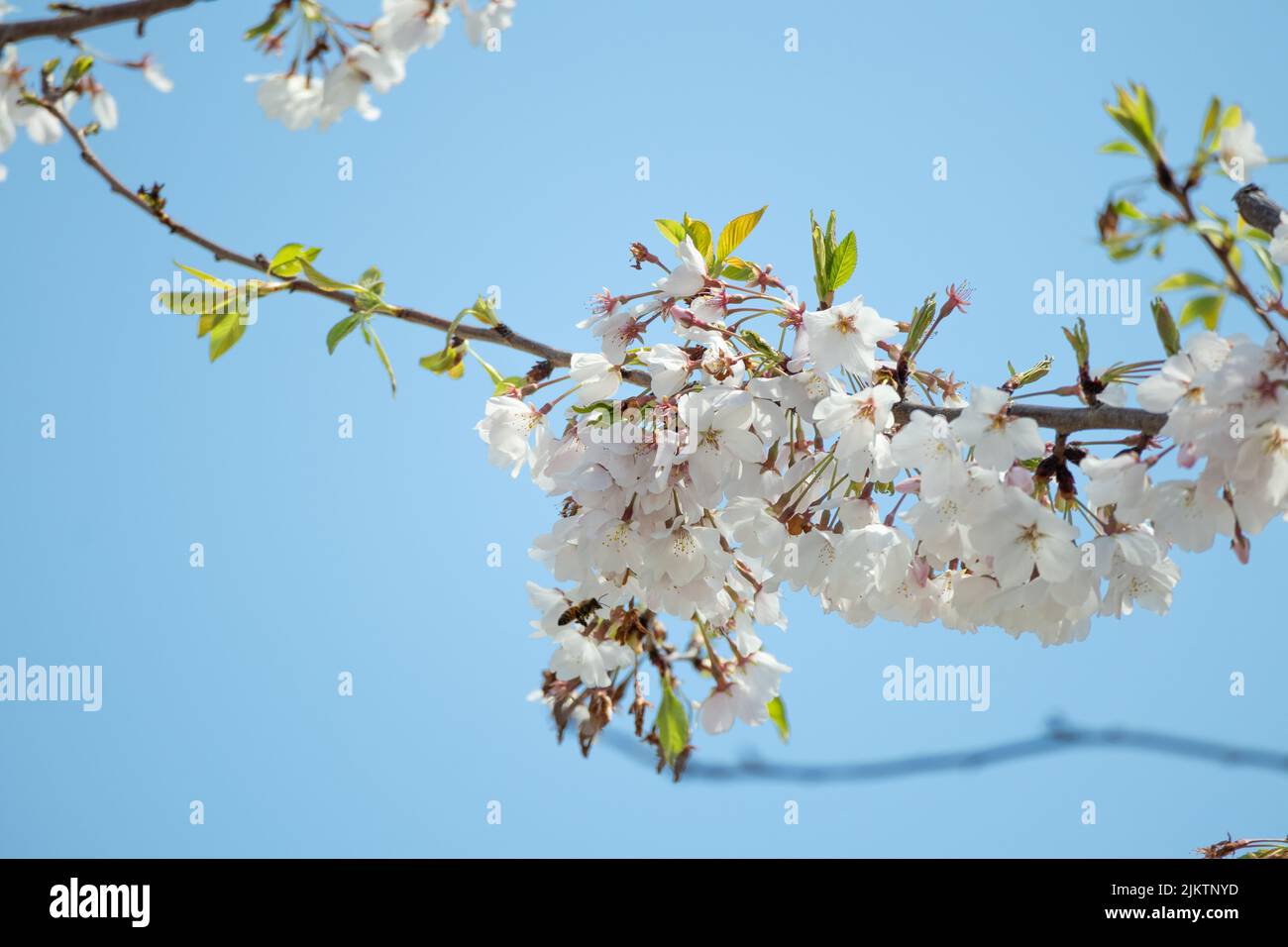 Spring cherry blossom closeup hi-res stock photography and images - Alamy