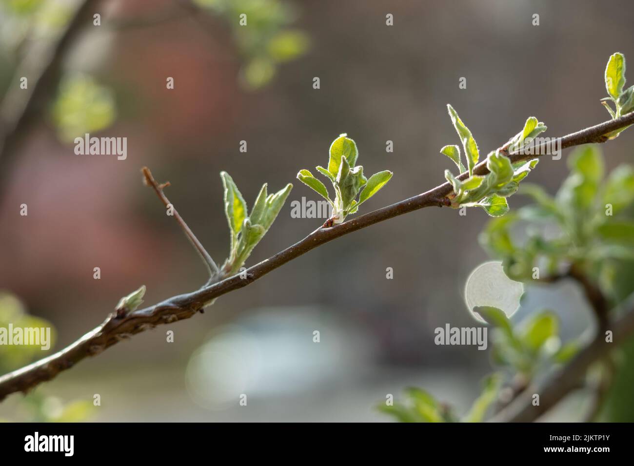 The Budding spring leaves of the European crab applewith blue sky Stock Photo