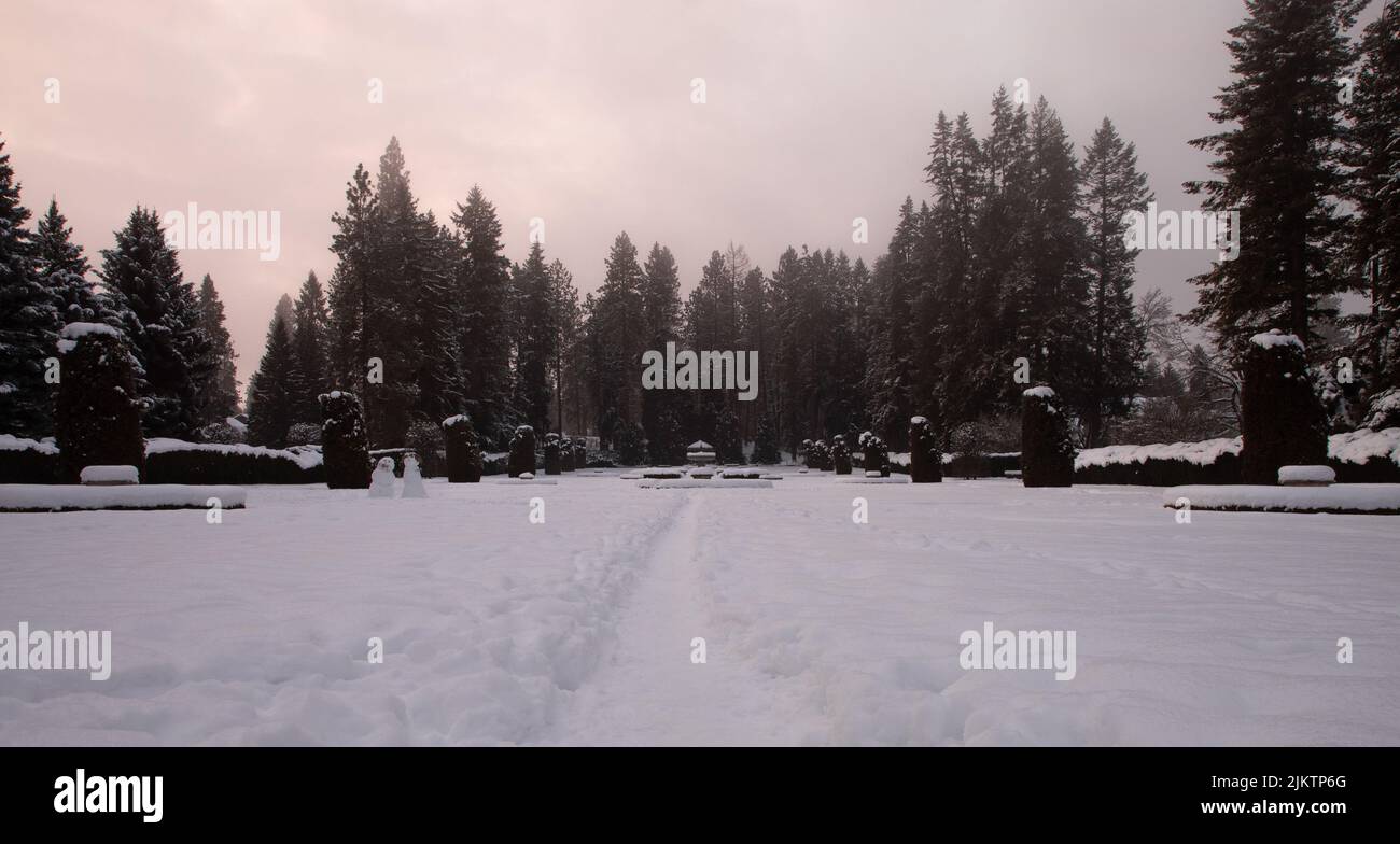 The view of the winter park with pine trees Stock Photo - Alamy