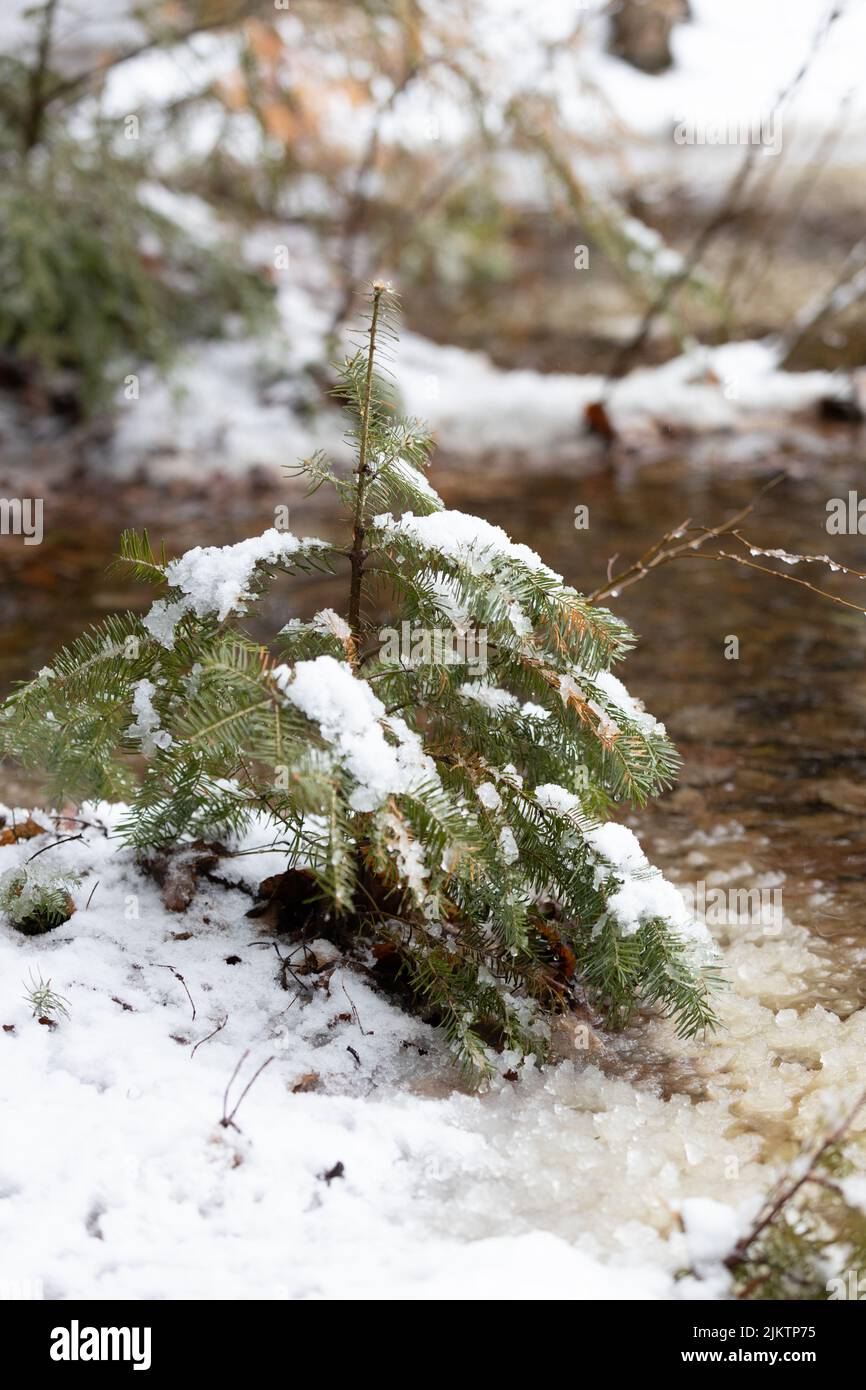 The snowy pine tree in the forest Stock Photo - Alamy
