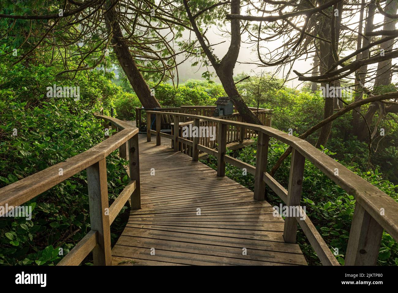 Elevated wooden walkway in an ancient forest near Tofino, Vancouver Island, British Columbia, Canada. Stock Photo