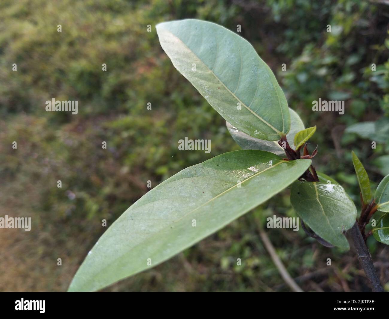 Ficus racemosa, the cluster fig, red river fig or gular, is a species of plant in the family Moraceae. It is native to Australia and tropical Asia Stock Photo