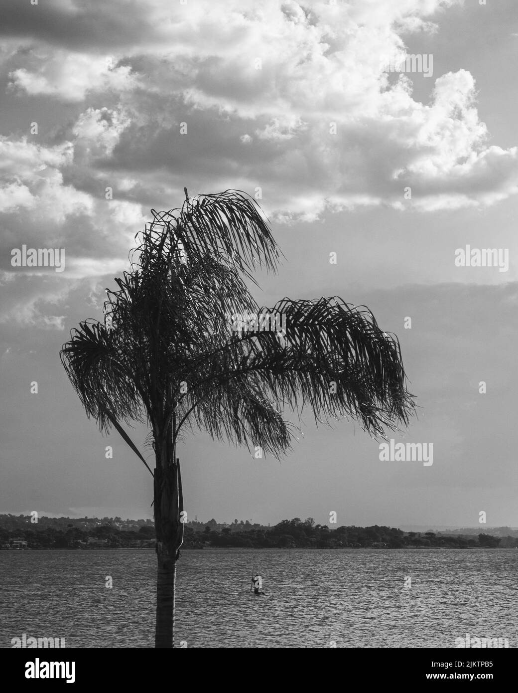 A greyscale shot of a lonely palm tree Stock Photo