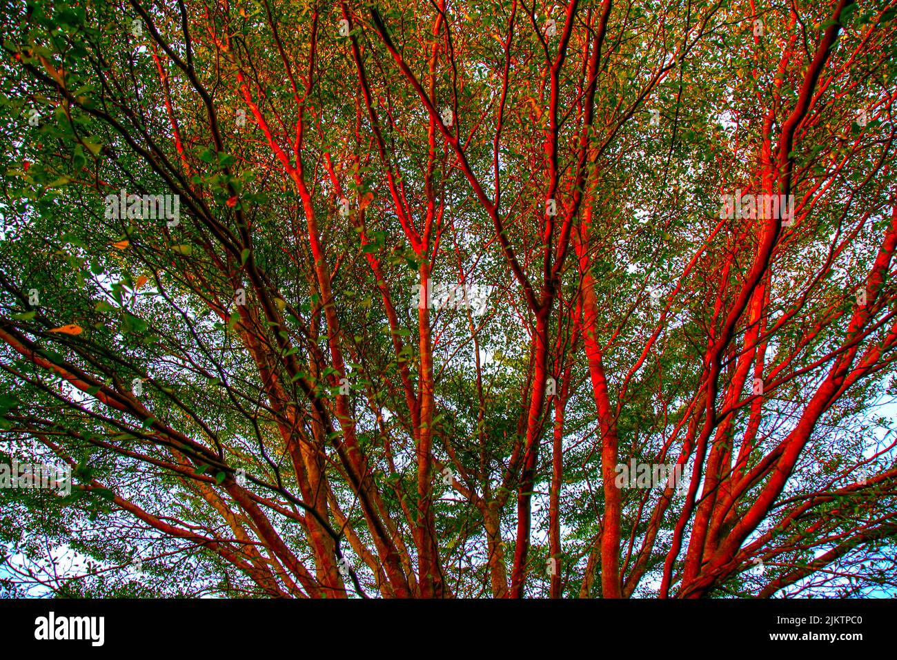 The bright red tree branches with green foliage Stock Photo Alamy