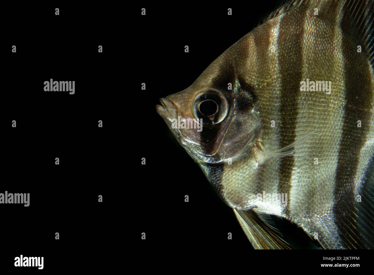 Black striped fish hires stock photography and images Alamy