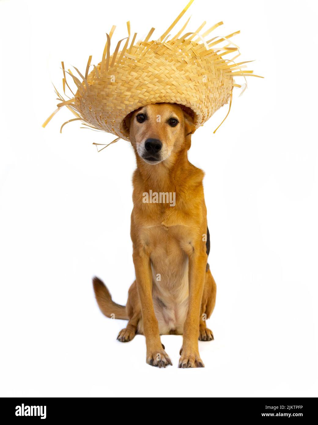 dog with straw hat dressed to celebrate the junina holidays isolated on