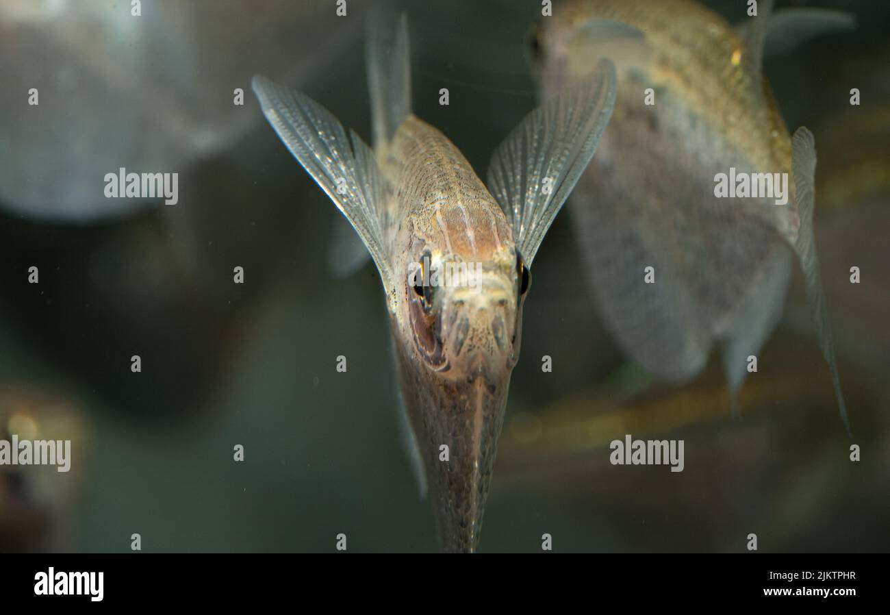 The front view of a common hatchetfish in an aquarium Stock Photo