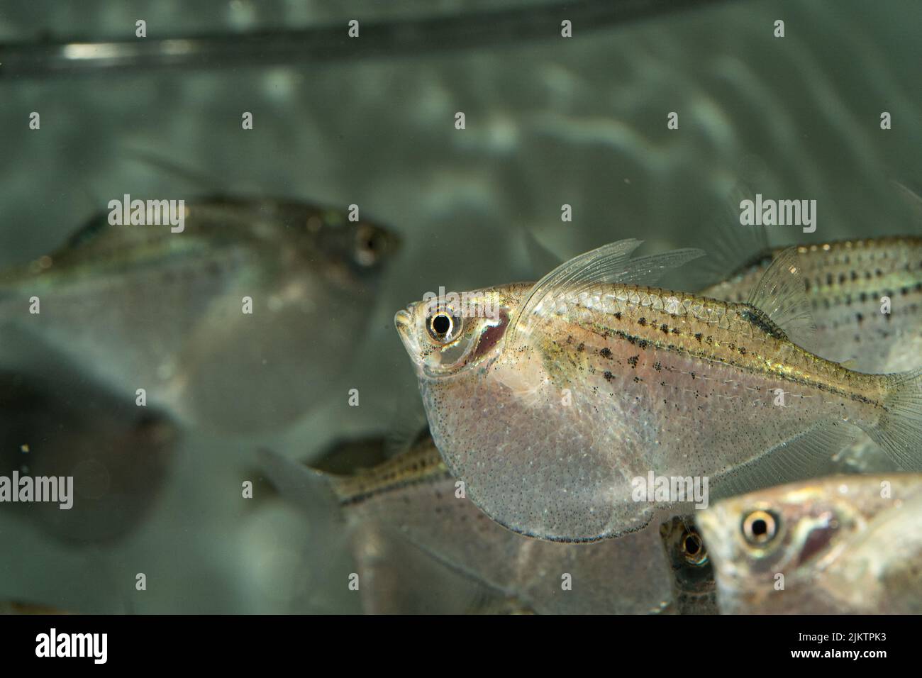 A closeup of a common hatchetfish in an aquarium Stock Photo