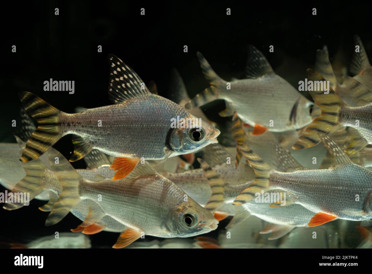 A school of silver prochilodus fishes swimming in an aquarium Stock Photo