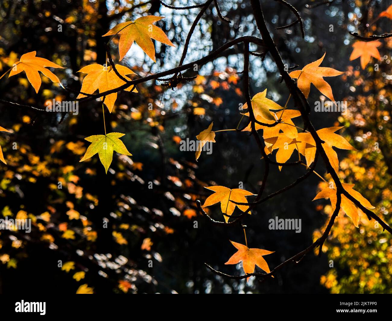 Closeup shot beautiful trees hi-res stock photography and images - Alamy