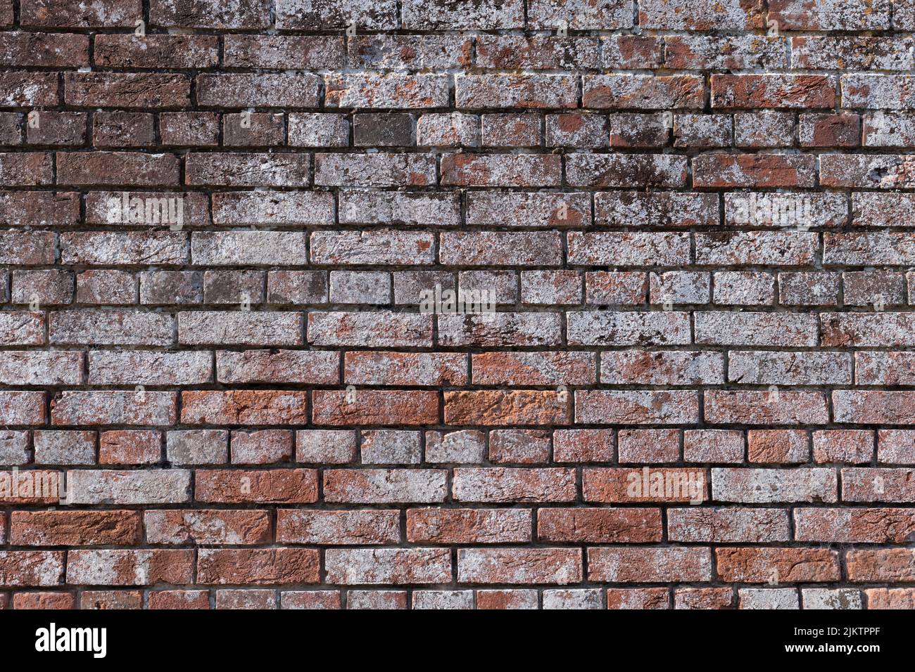 Efflorescence on red brick wall - uk Stock Photo