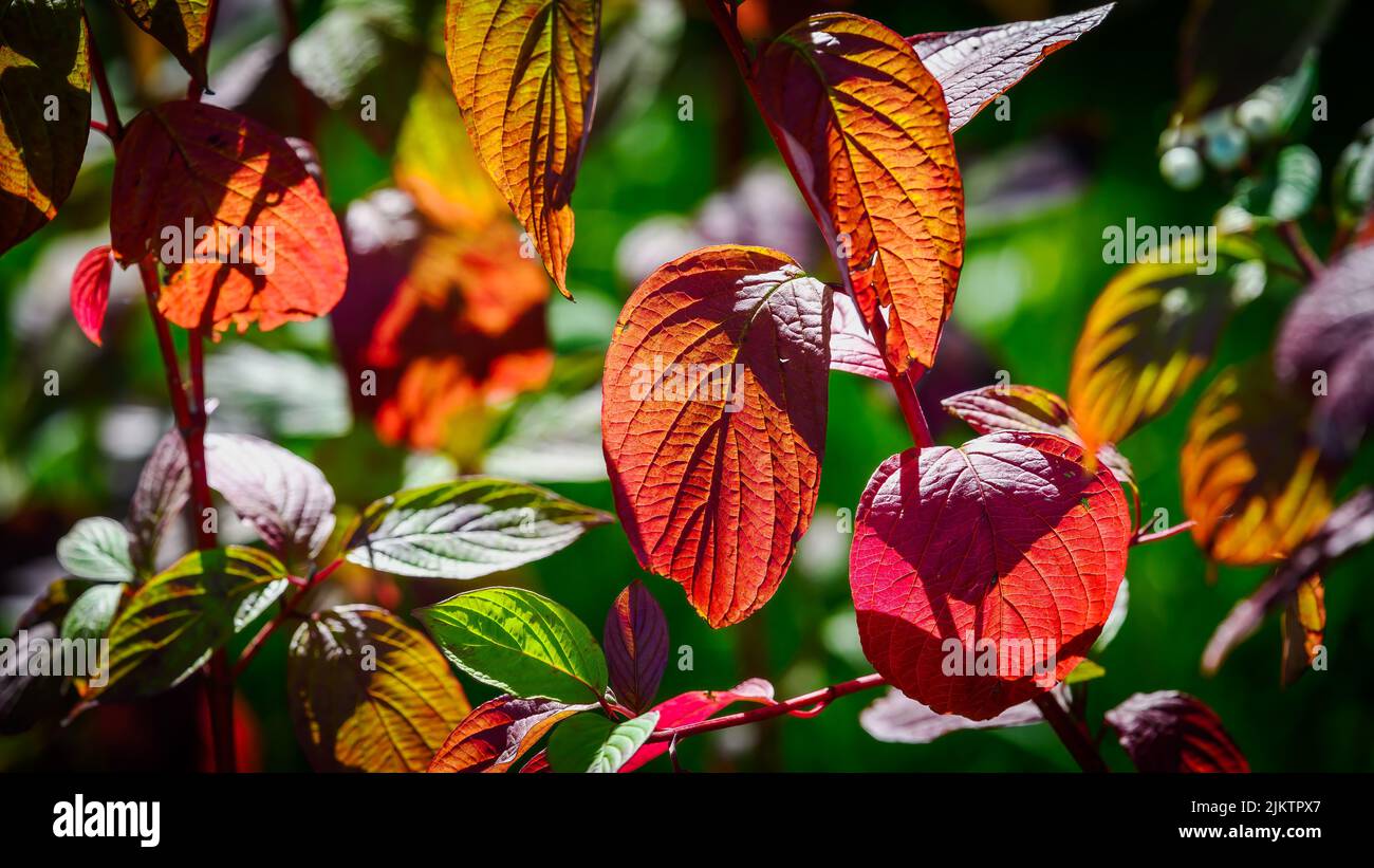 Colors of the leaves hi-res stock photography and images - Alamy