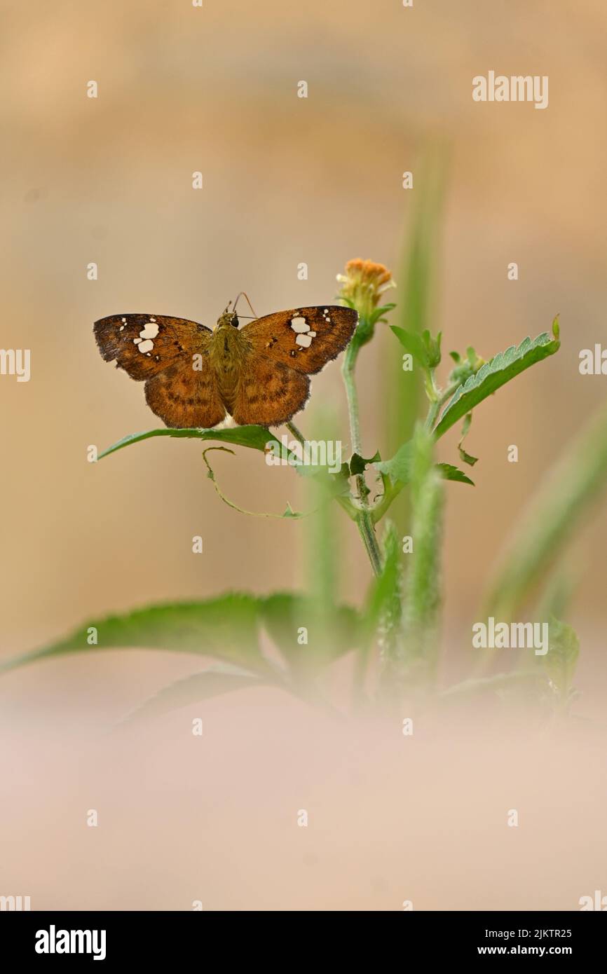 closeup the black brown butterfly take the wild flower juice and hold on flower with plant in the garden soft focus natural green brown background. Stock Photo