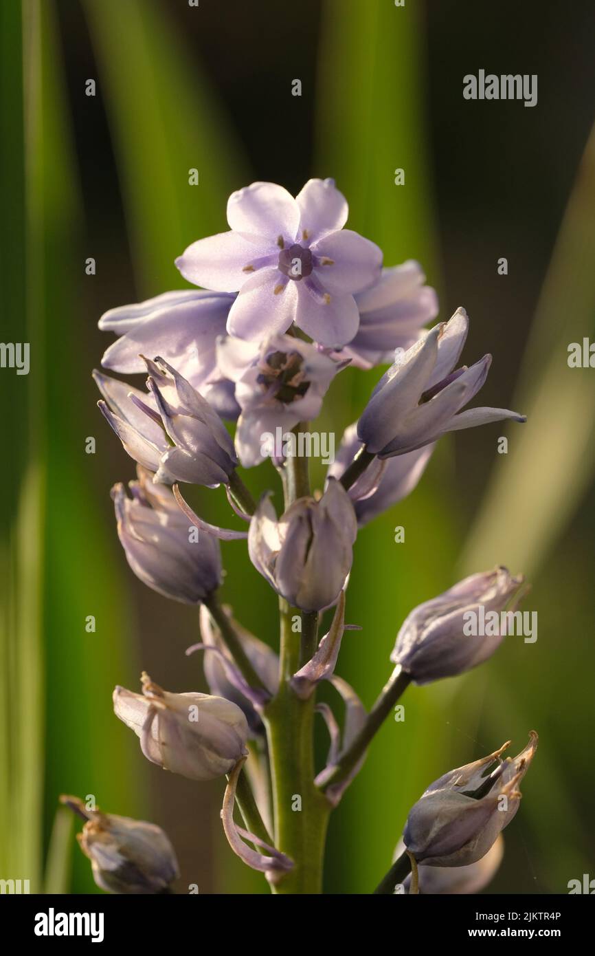 A vertical closeup of the purple squill flowers growing in the garden on a blurry background Stock Photo