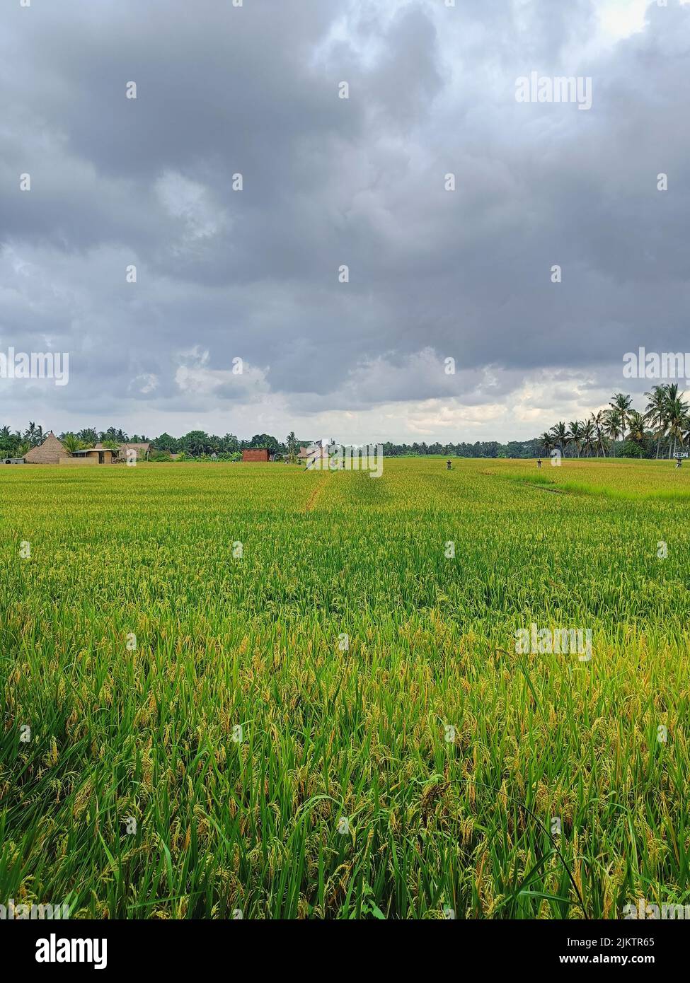 A vertical view of the long rice field on a cloudy day in Ubud, Bali ...