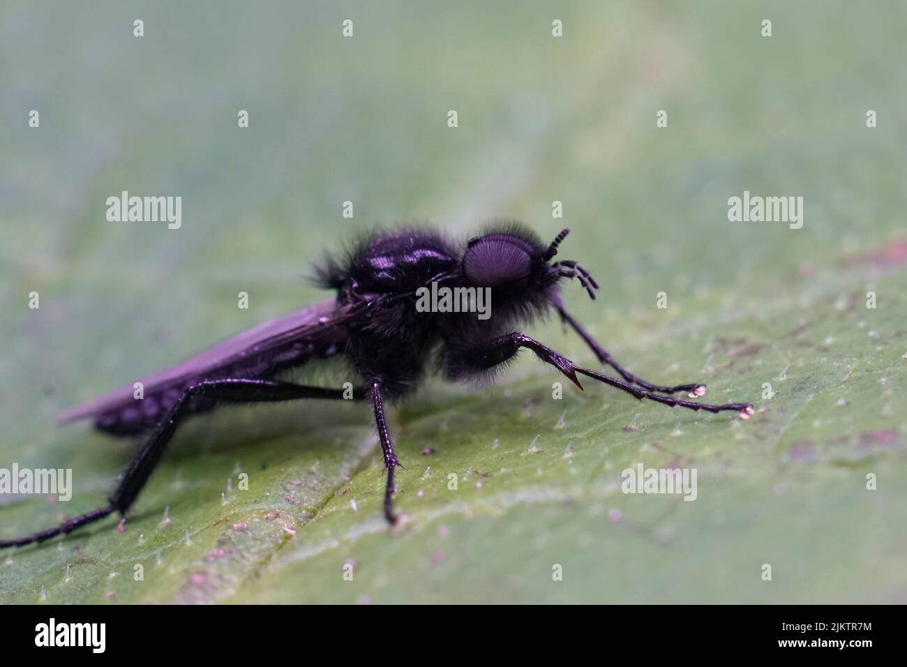 Closeup on a black an hairy St. Mark's or hawthorn fly, Bibio marci, sitting on a green leaf in the field Stock Photo