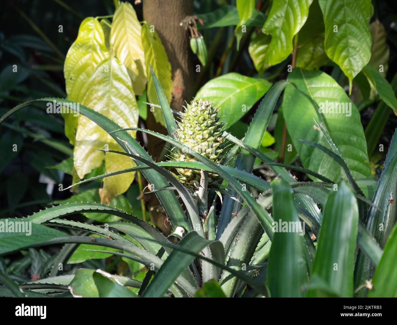 Pineapple plants hi-res stock photography and images - Alamy