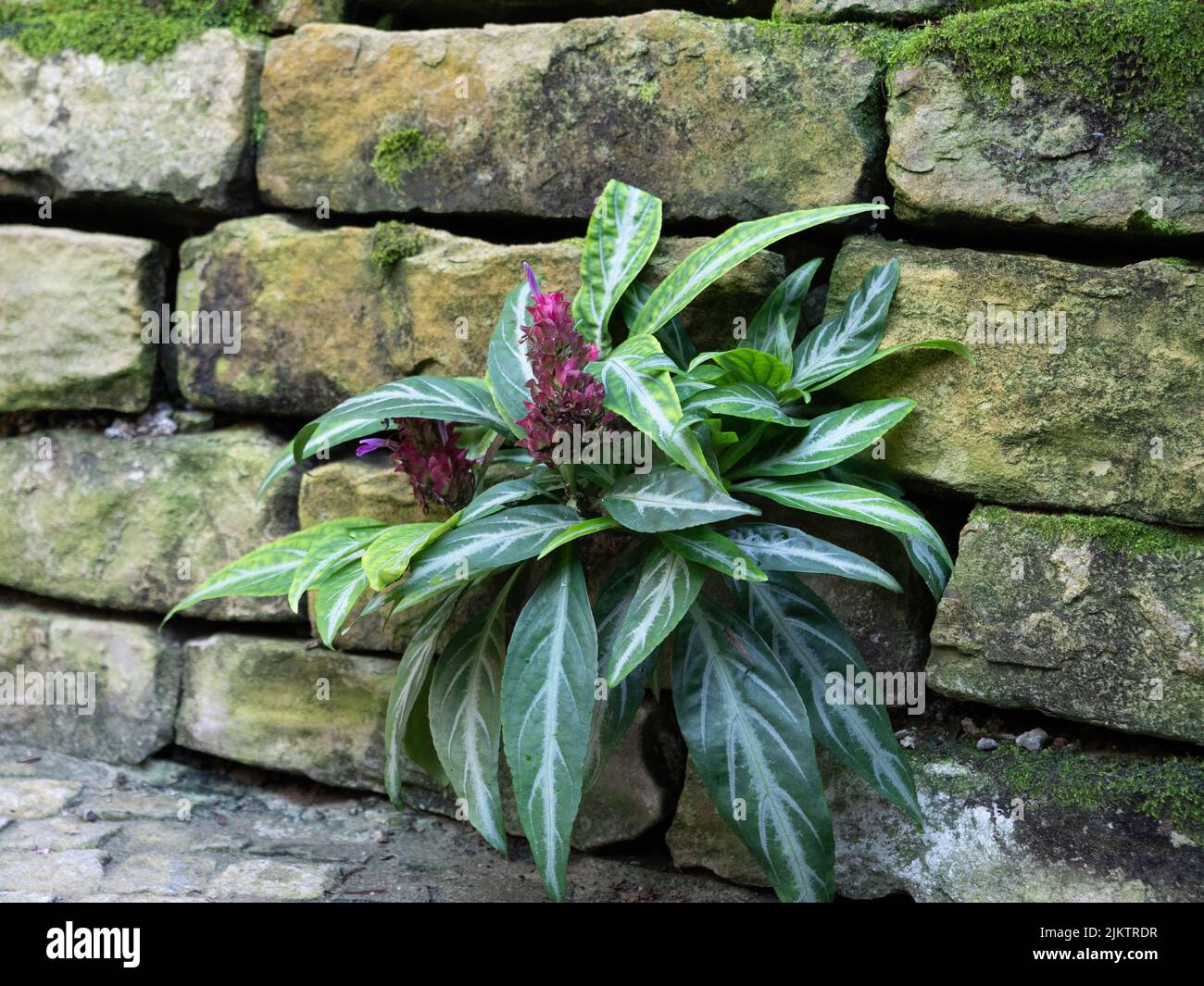 Plant with stones hi-res stock photography and images - Alamy