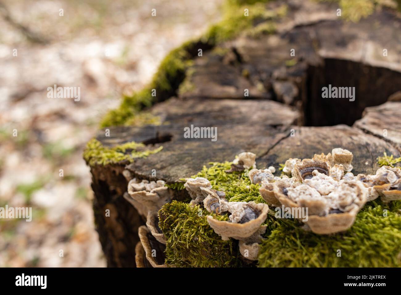 A closeup shot of wild mushrooms growing on a fallen tree covered with moss Stock Photo