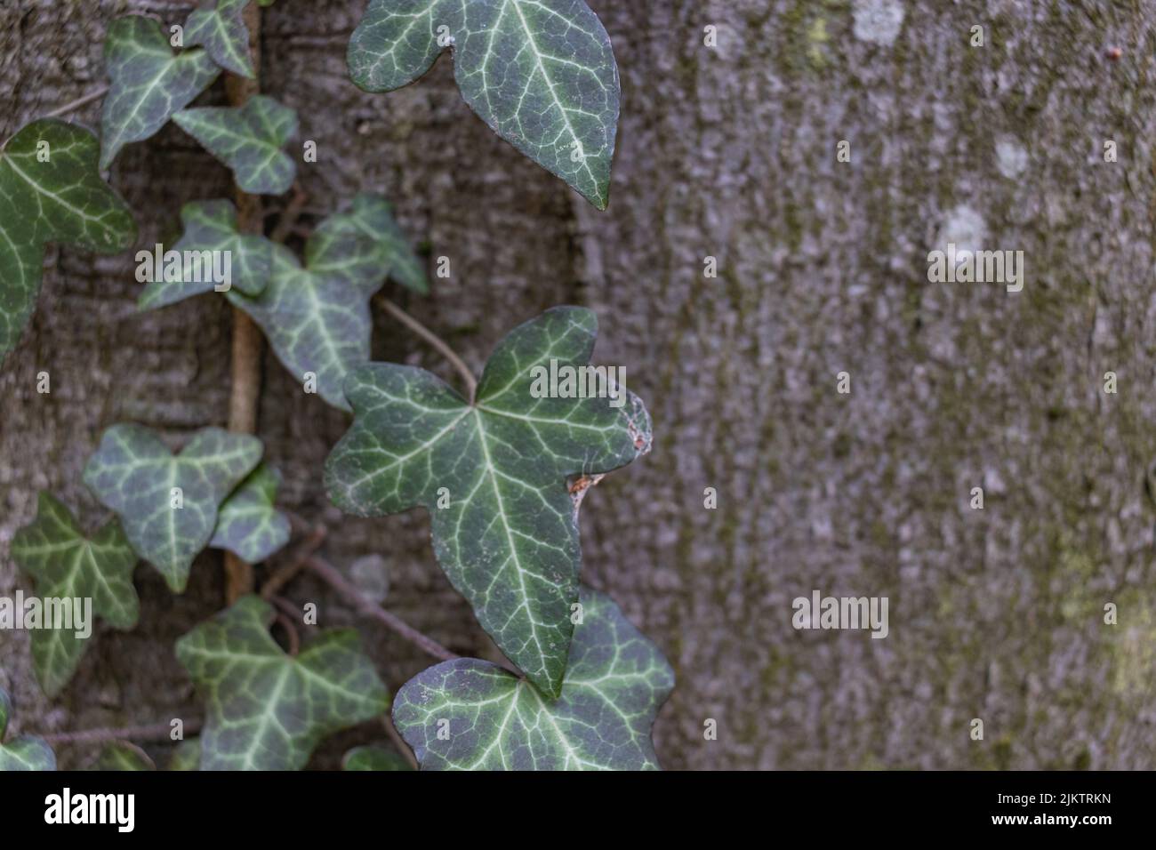 Tree Over Growing Patterns Moss overgrown tree hi-res stock photography and images - Alamy