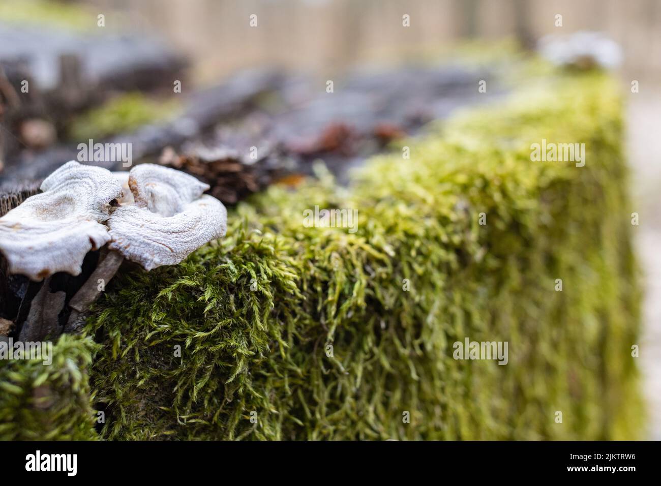 A closeup shot of wild mushrooms growing on a fallen tree covered with moss Stock Photo