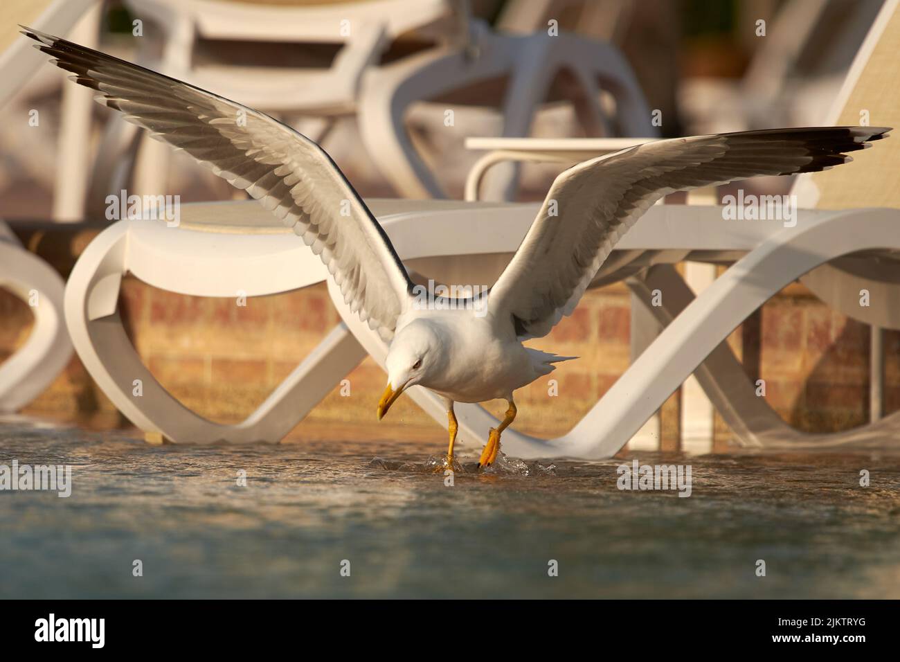 A closeup shot of a common gull on water with wings spread Stock Photo