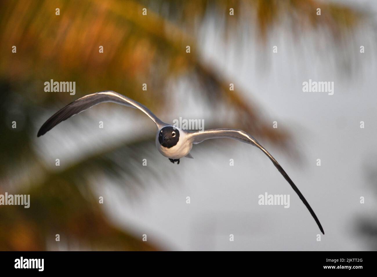Flying through palm trees hi-res stock photography and images - Alamy