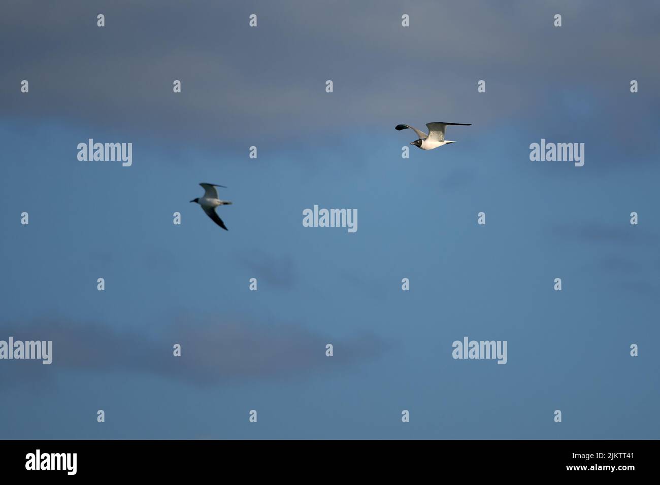 A beautiful view of two black and white gulls flying in a blue sky Stock Photo