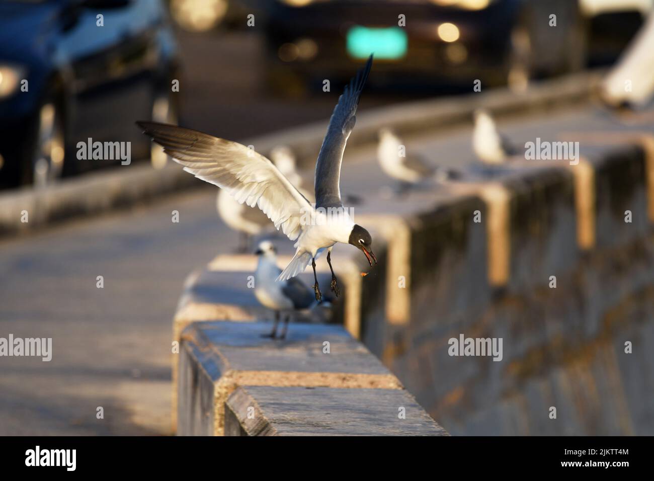A closeup shot of a black-headed gull and five others in a blurry background Stock Photo