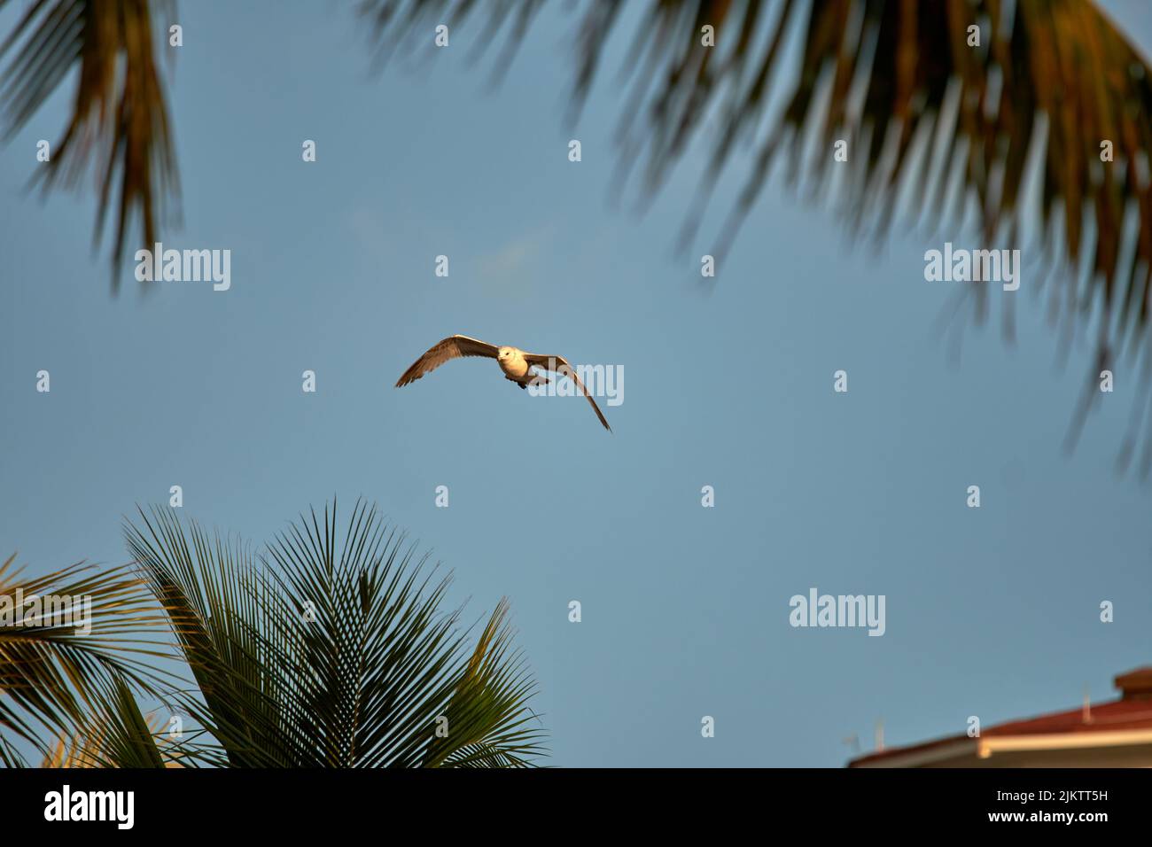 Flying through palm trees hi-res stock photography and images - Alamy