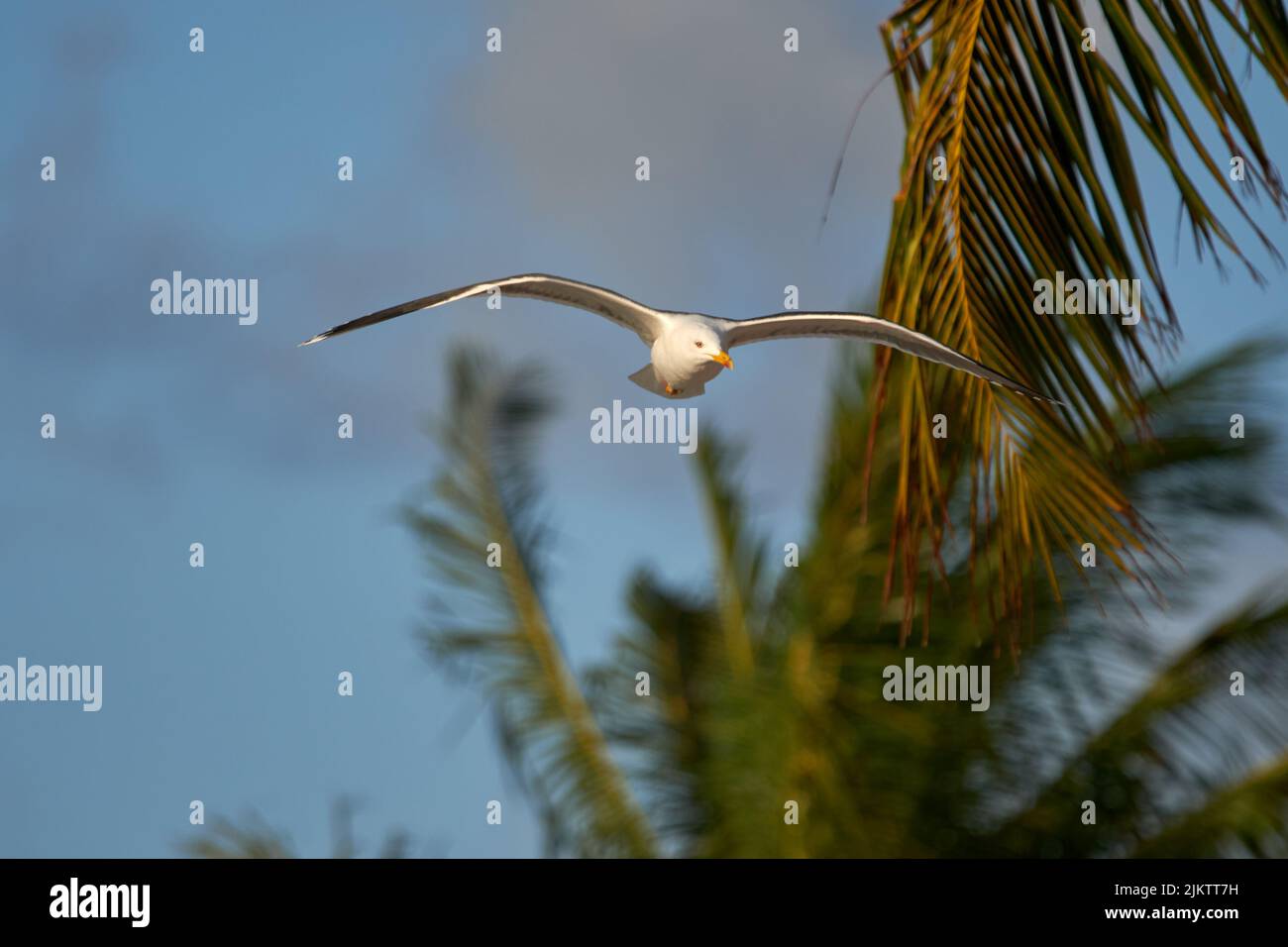 Flying through palm trees hi-res stock photography and images - Alamy