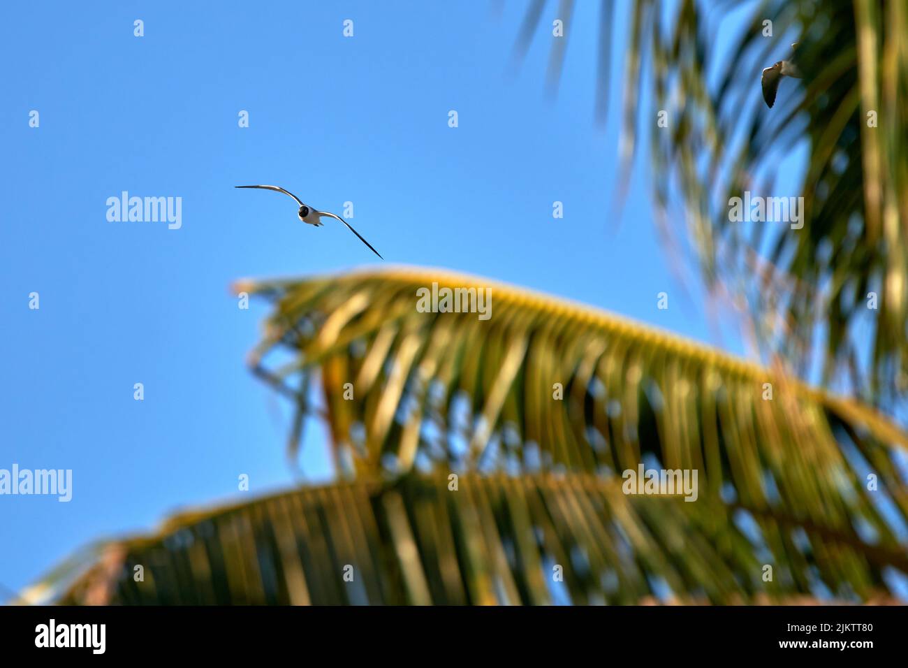 A selective focus shot of a seagull flying in the blue sky and palm tree leaves Stock Photo