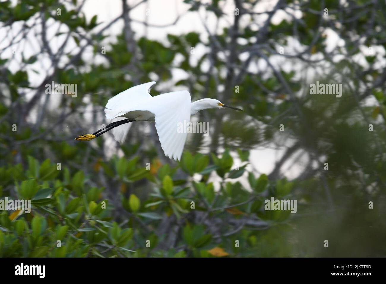 A closeup shot of a little egret in flight on a green background Stock Photo
