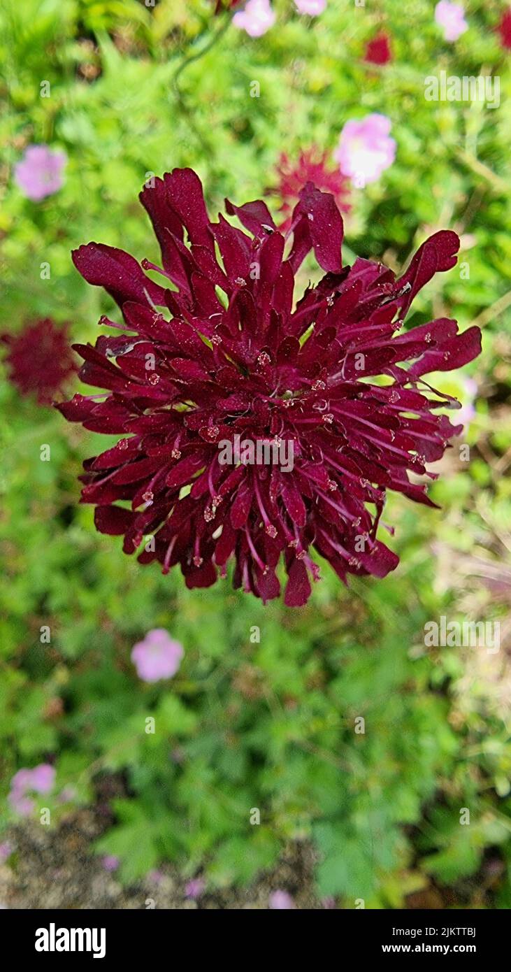 A shallow focus of Macedonian scabious (Knautia macedonica) flower on a green grass blurry background Stock Photo