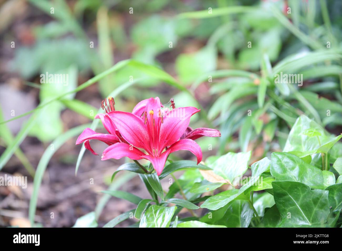 A shallow focus shot of a red Wood lily flower with green leaves in the garden Stock Photo