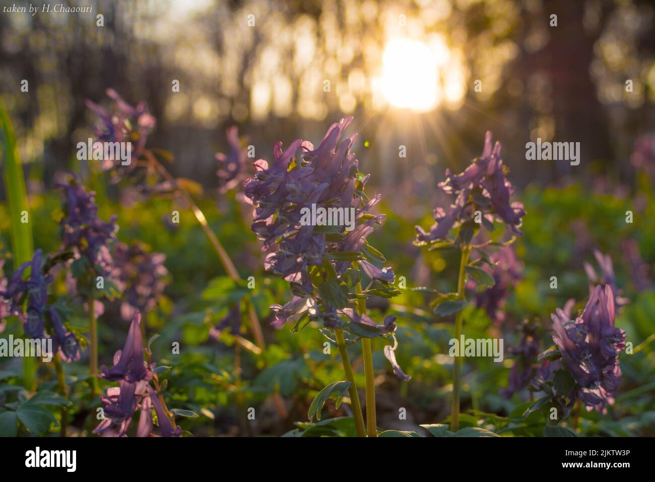Purple flowers of fumewort in the sunlight Stock Photo