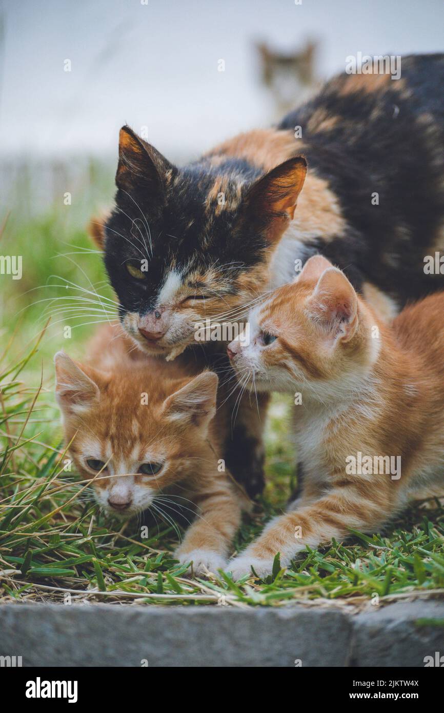 A feral cat with its ginger kittens on the grass in the park in spring Stock Photo