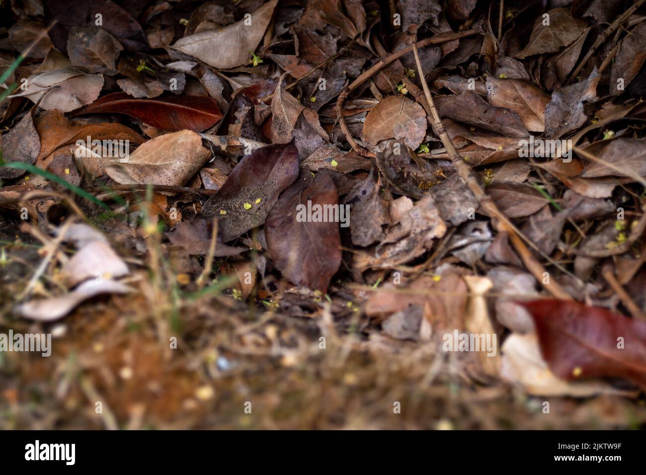 Slough, Berkshire, UK. 3rd August, 2022. Leaves fall off a garden shrub