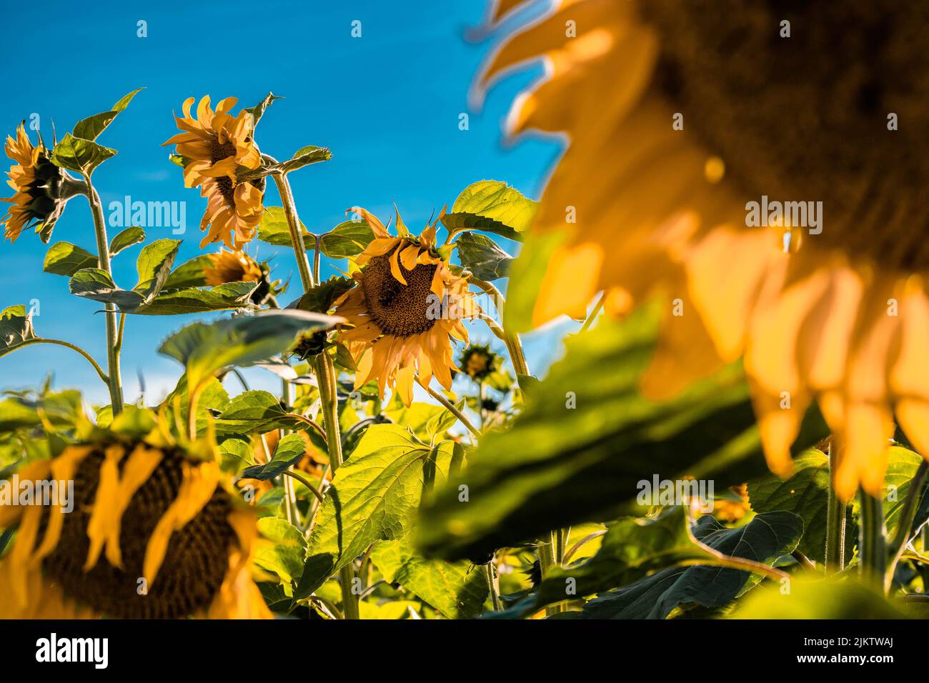 Bright yellow sunflowers growing in the field Stock Photo - Alamy