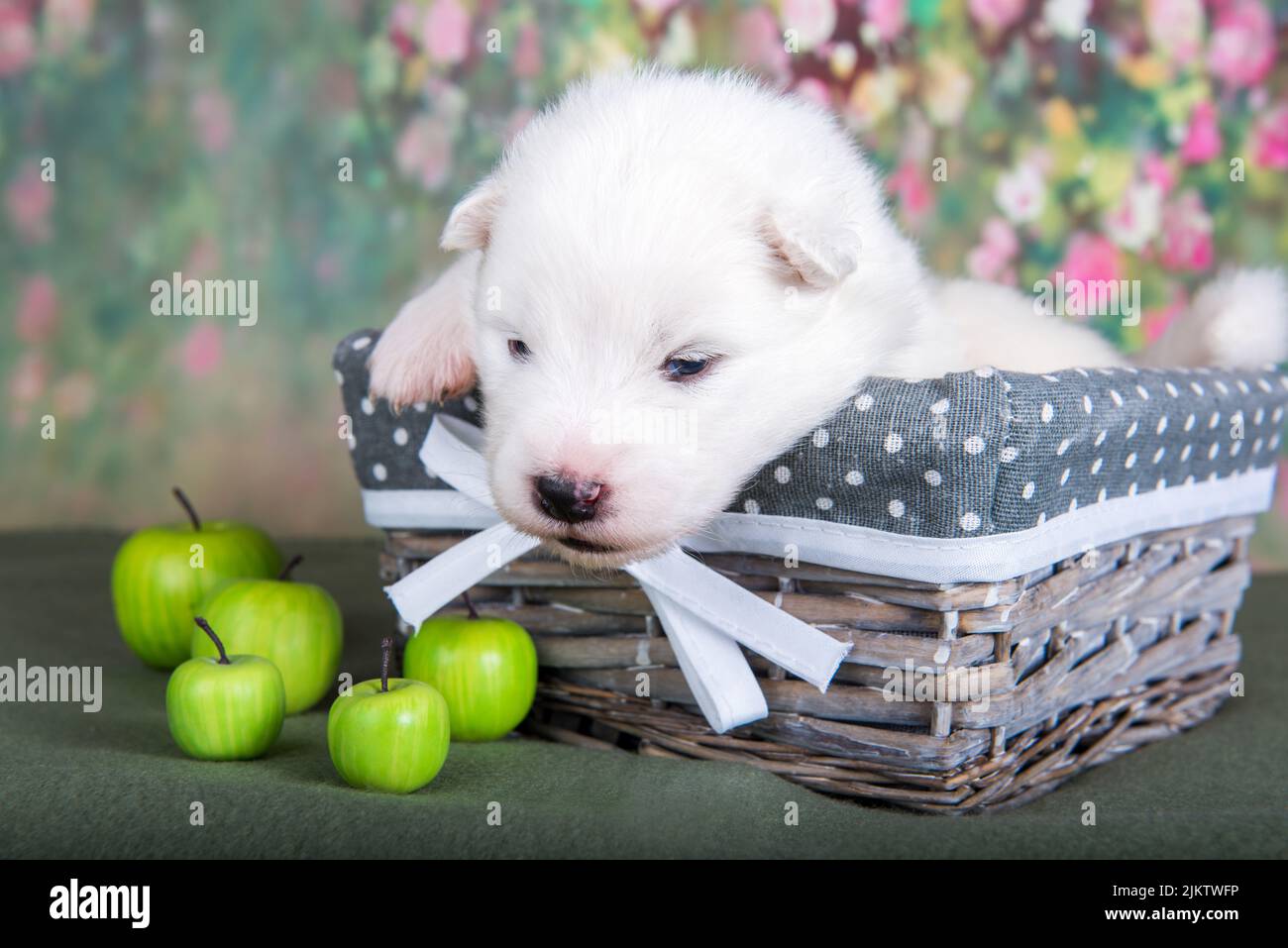 Image showcasing White fluffy small Samoyed puppy dog in a basket with apples Stock ...